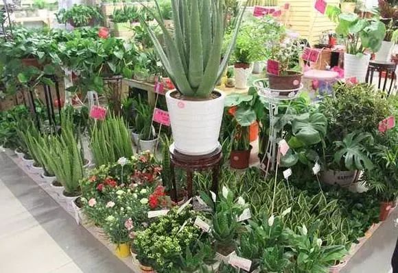 室内大型绿植盆栽棒棒糖，美化家居的新选择