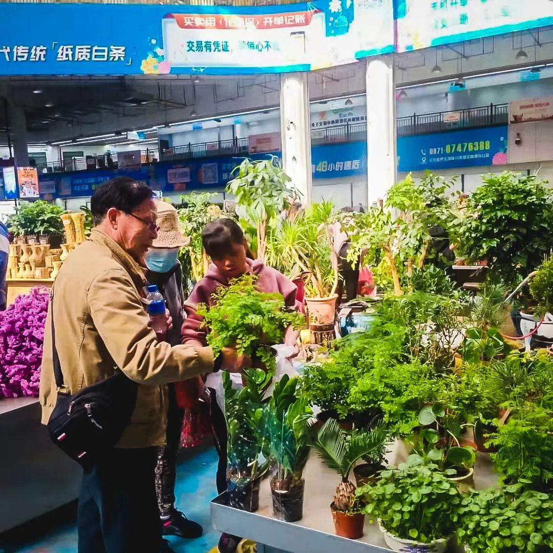 斗南室内绿植盆栽，美化生活与提升居住品质的不二之选