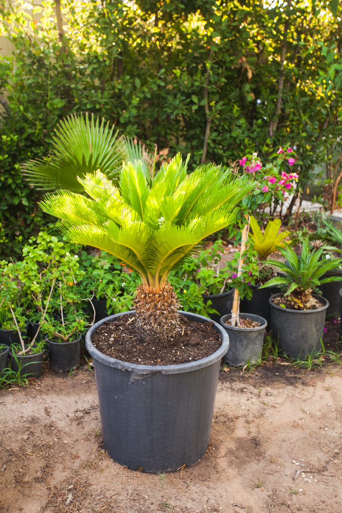 室外绿植大棵盆栽的种植与欣赏