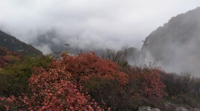 室内绿植盆栽与流泉枫的交融之美