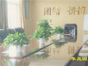 办公室绿植大棵盆栽室内，美化环境，提升工作效率