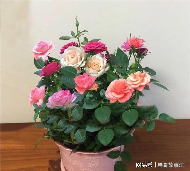 室内月季与花卉绿植盆栽的魅力