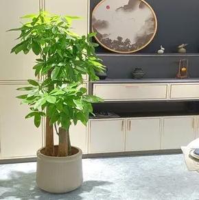 酒店室外门口绿植盆栽，美化与生态化的完美结合