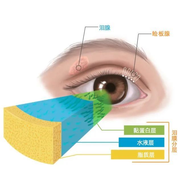 眼基层图片，揭示真实与美好